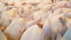 Tavuk ürünleri ihracatı durduruldu!