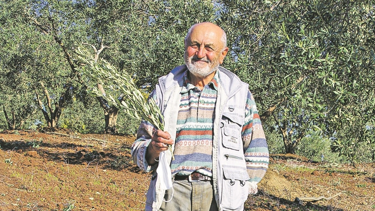 Üretici, zeytindeki zararını yaprağından çıkaracak