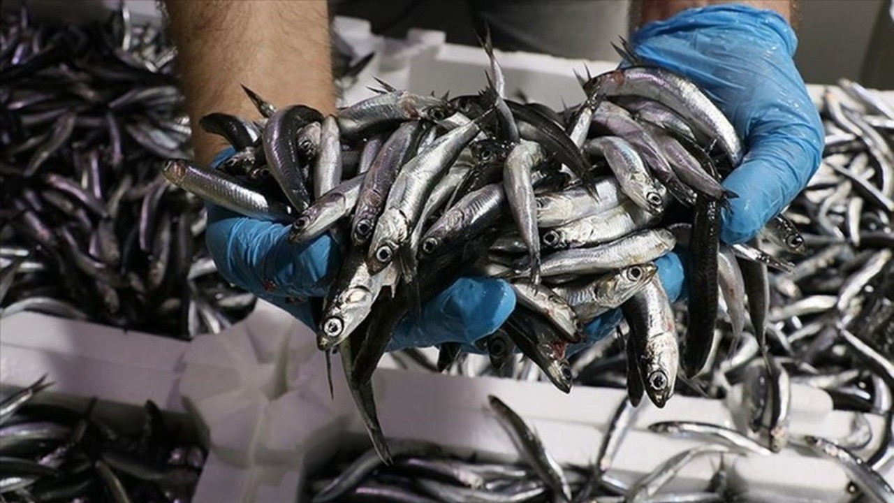Hamsi avcılığı, yarından itibaren durdurulacak