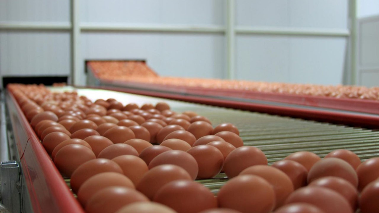 KDV indirimiyle ilgili yumurta işletmelerine müfettiş incelemesi