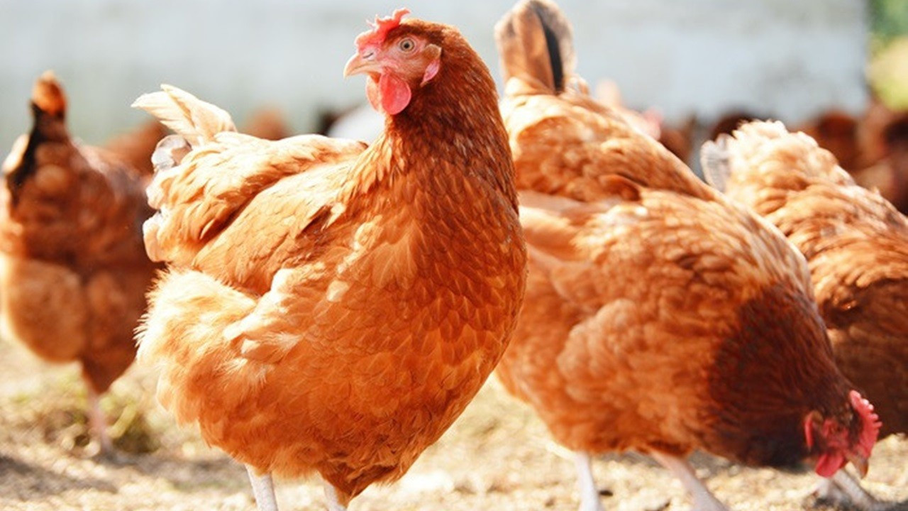 Haziranda tavuk eti üretimi arttı, yumurta üretimi azaldı