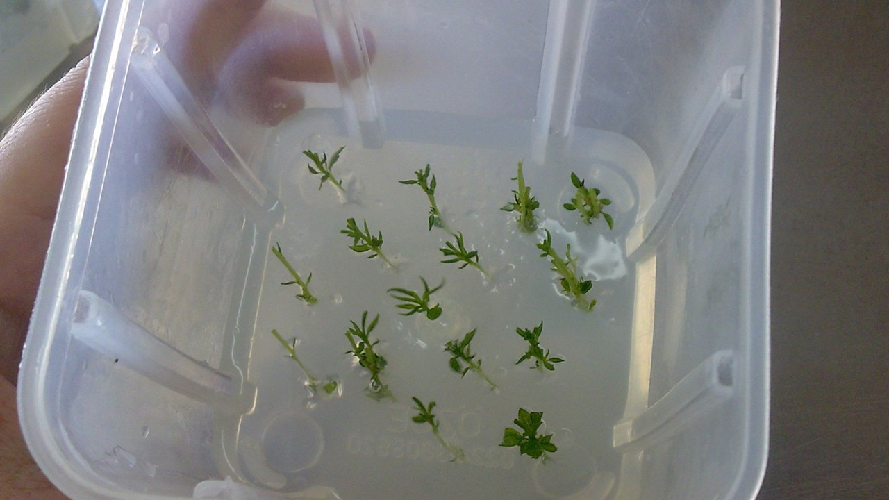 Biyoinovasyon Merkezi’nde 12 ay tarım yapılacak