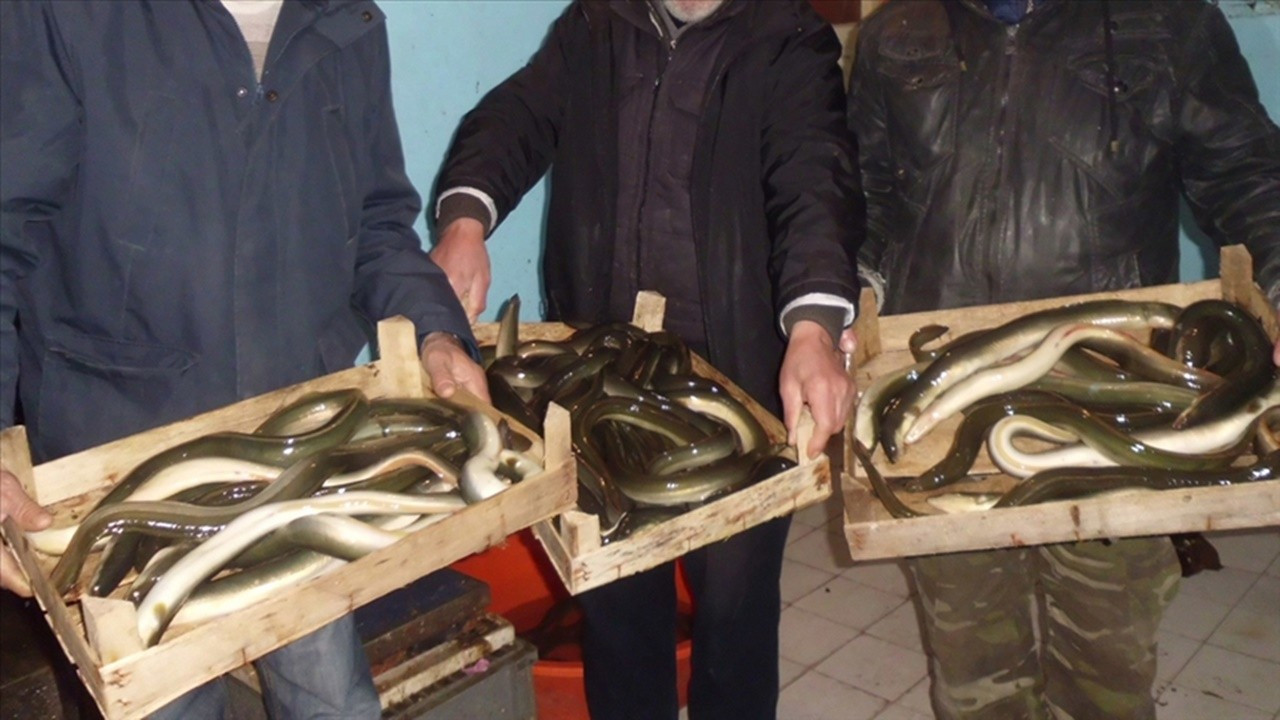 Yılan balığı izin belgesiyle avlanacak