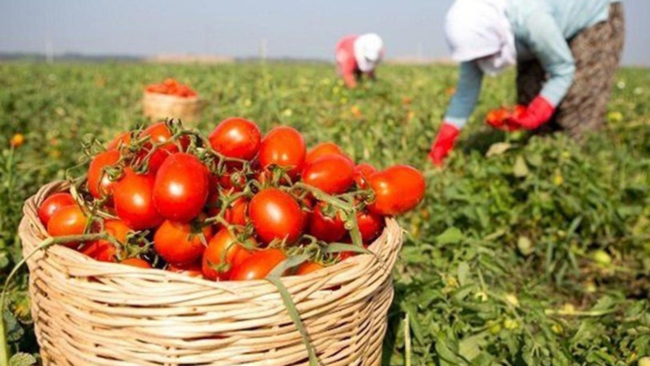 Bitkisel üretim desteklerinin yüzde 51'i ödendi