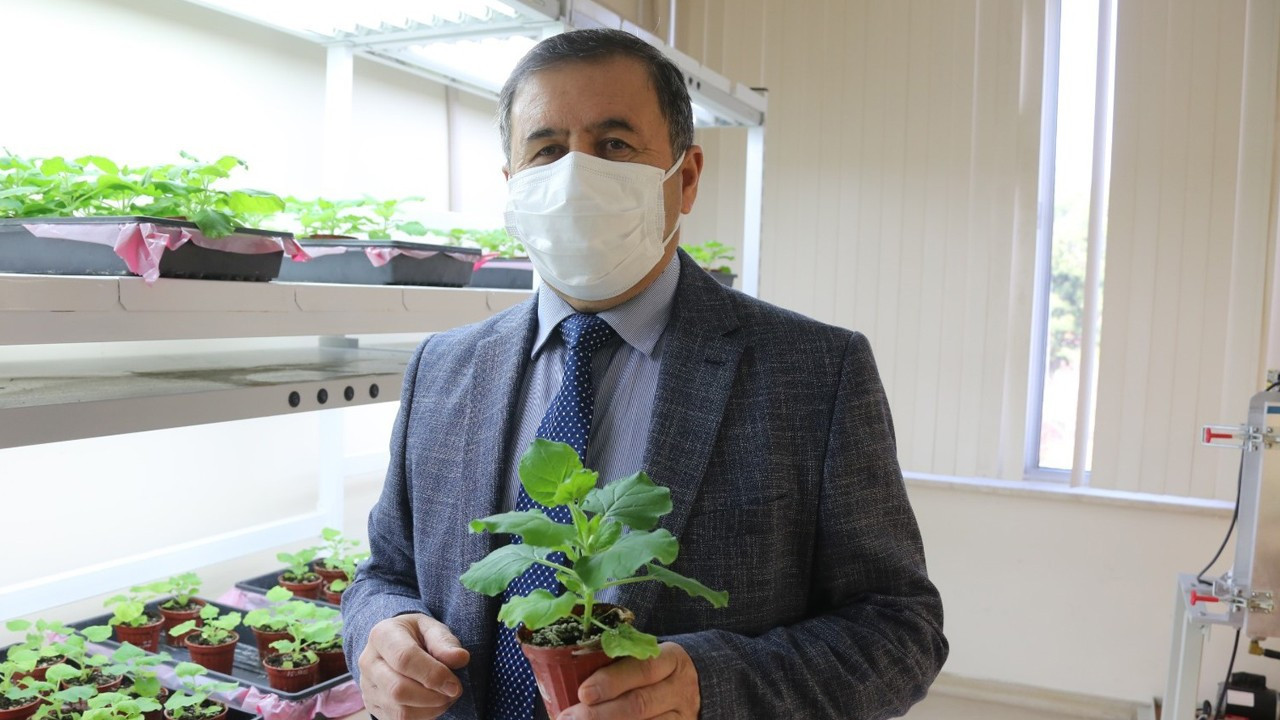 Akdeniz Üniversitesi, tütün bitkisinden COVID-19 ilacı geliştirdi