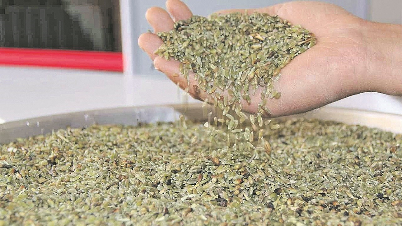 Yerli çiftçiyi Afrin firik buğdayı endişesi sardı