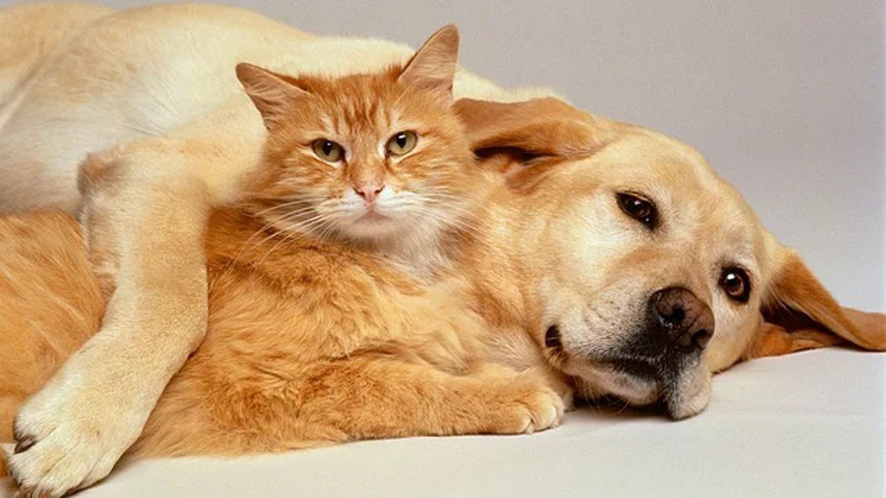 100 liralık çip ile kedi ve köpekler kimliğe kavuşacak