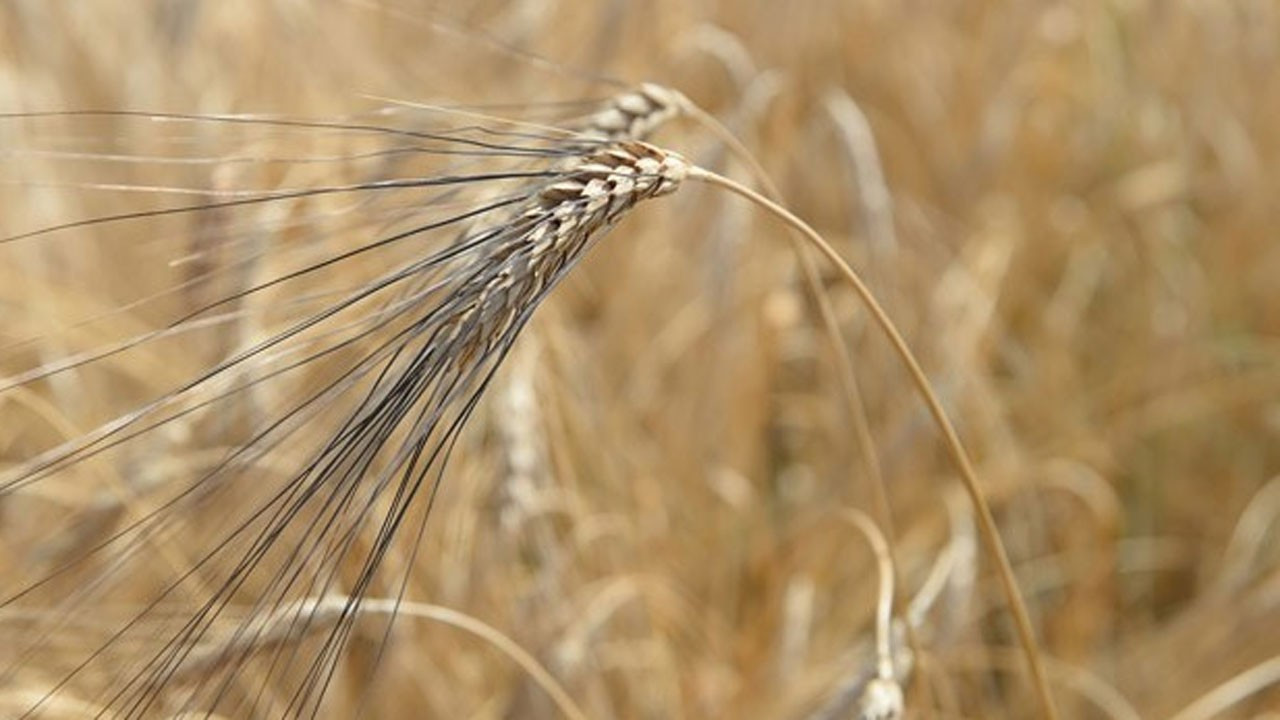 Samsun'da karakılçık buğdayı hasadı yapıldı