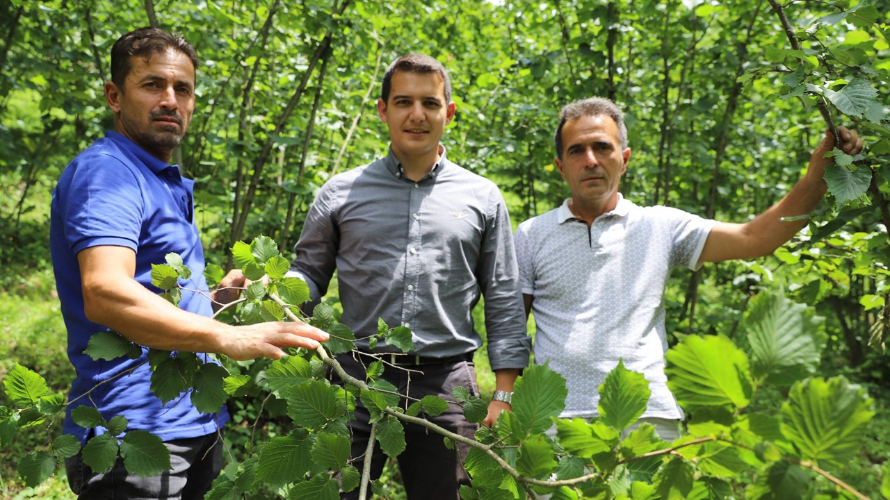 Ordu’da fındık bu yıl da dalda kalmayacak