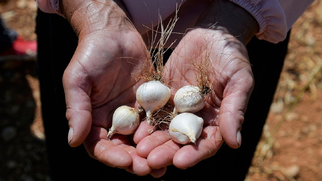 'Dağ sarımsağı' kadınların iş kapısı oldu