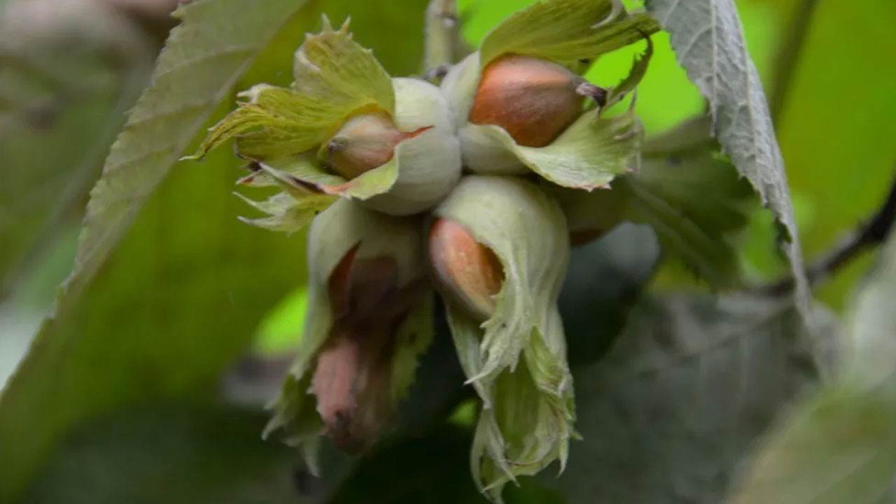 Fındıkta rekolte oyunu