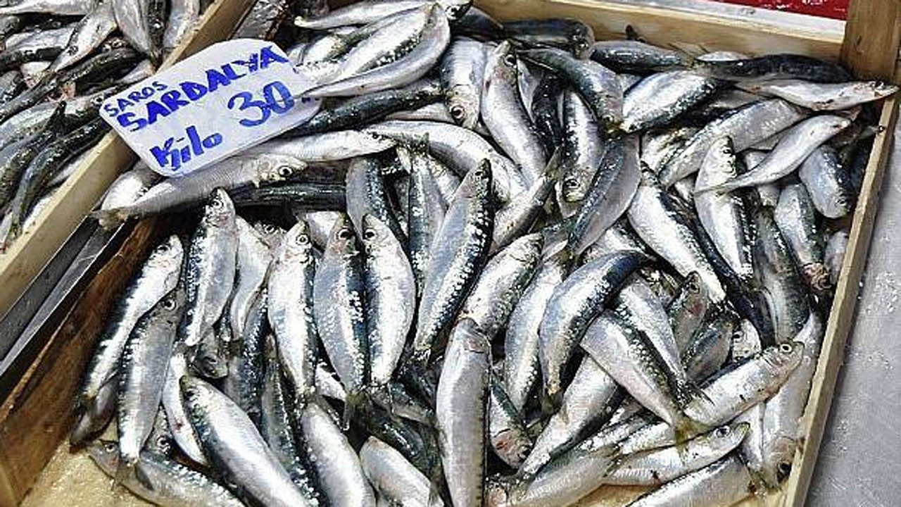 Hamsi, istarvit ve sardalyanın dökme avcılığı yasaklandı