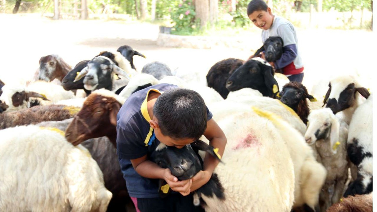 Van'da devletin sürü desteği 'tersine göç'ü başlattı