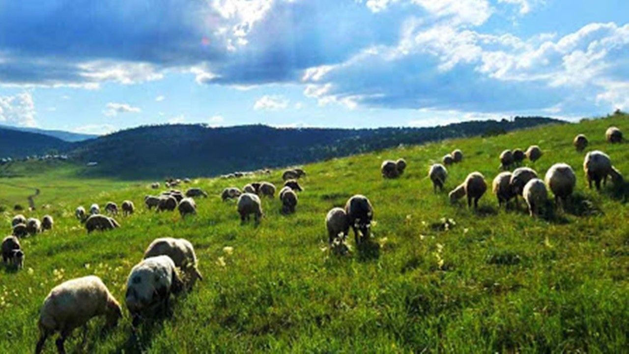Mera Yönetmeliği'nde değişiklik, kira gelirinin yüzde 75'i köy sandığına