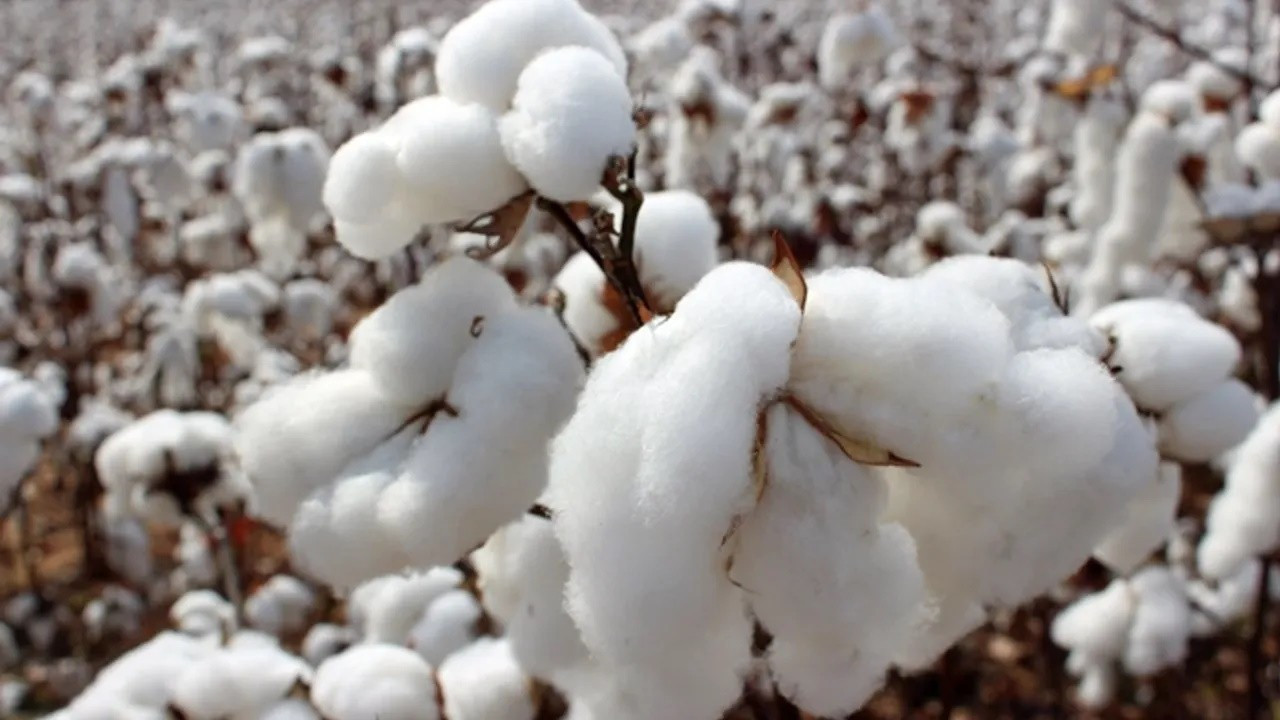 Pamukta ‘resesyon’ kopuşu