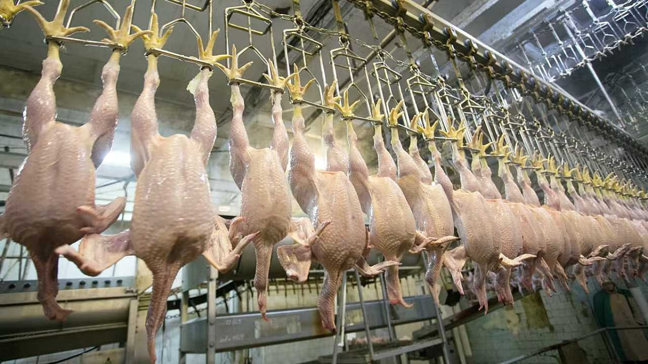 Ticaret Bakanlığı tavuk eti ihracatına sınırlama getirdi