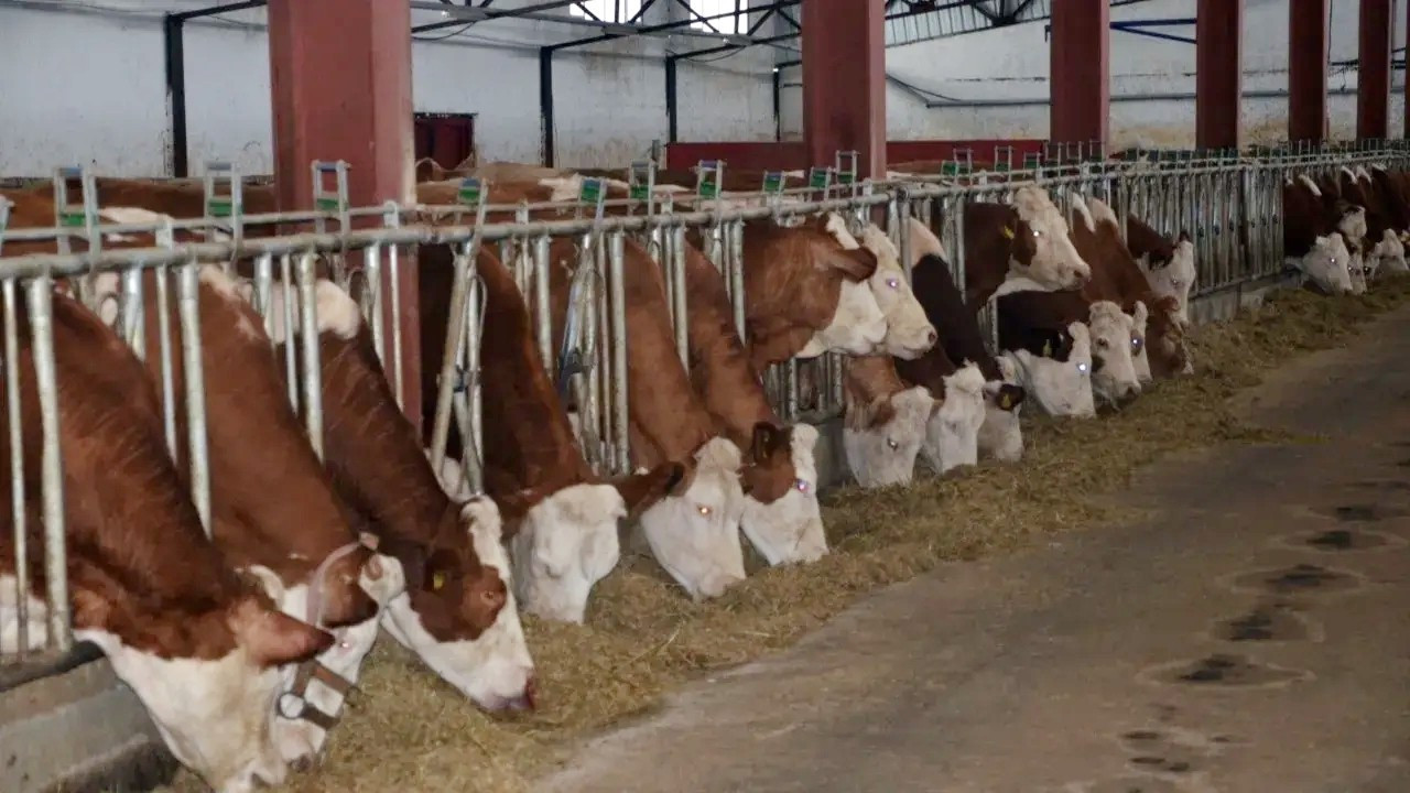 SPK, Efeler Çiftliği’nin halka arz başvurusunu reddetti