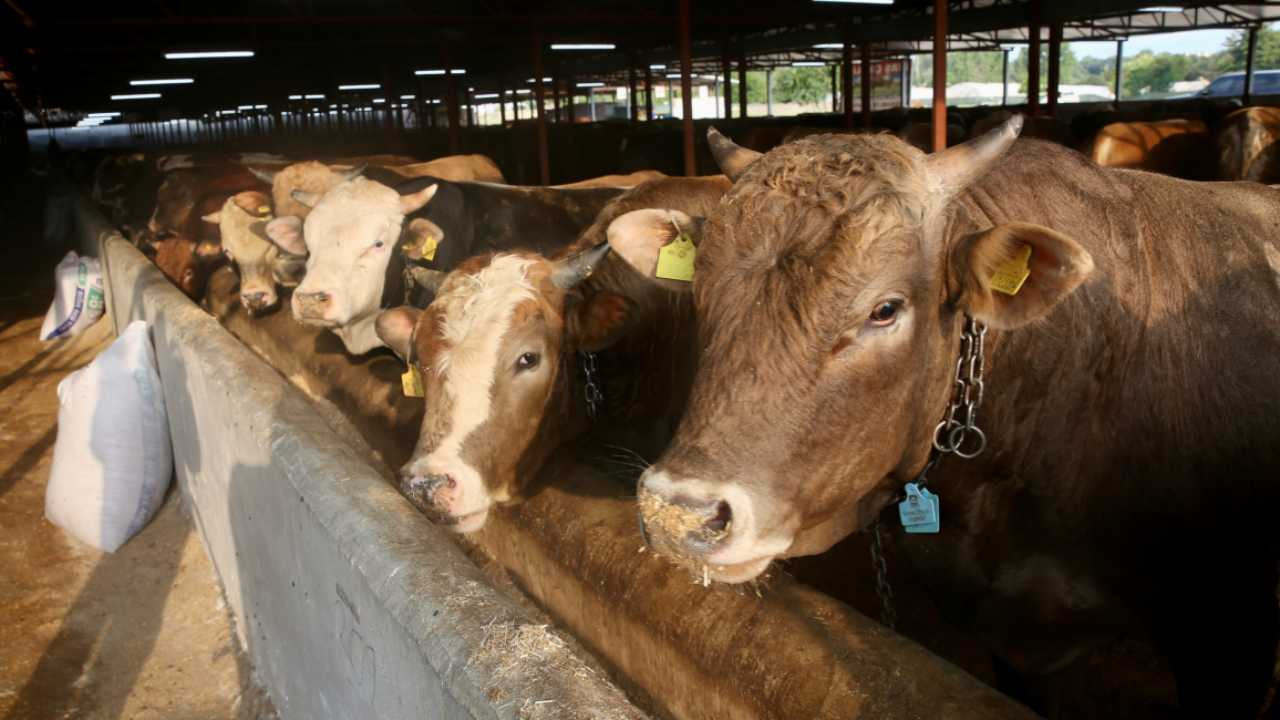 Hayvan transferi testlerine ilişkin yeni düzenleme