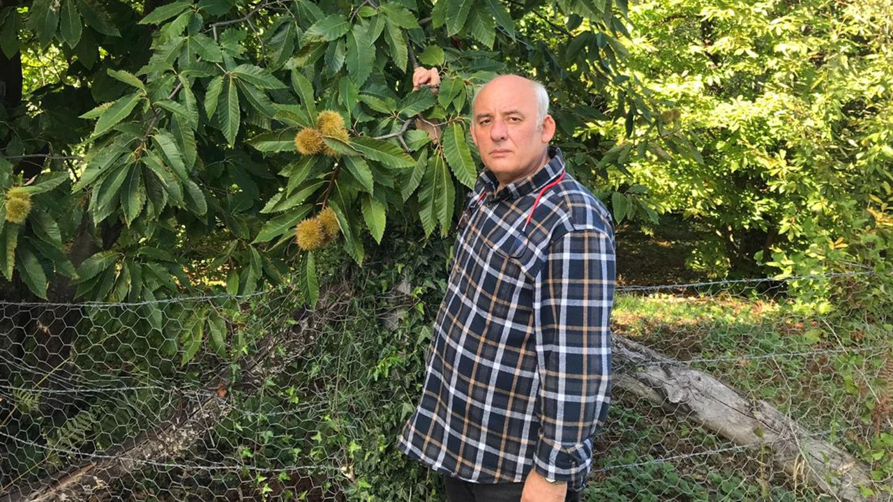 Erfelek kestanesinde rekoltenin 350 tona düşeceği öngörülüyor