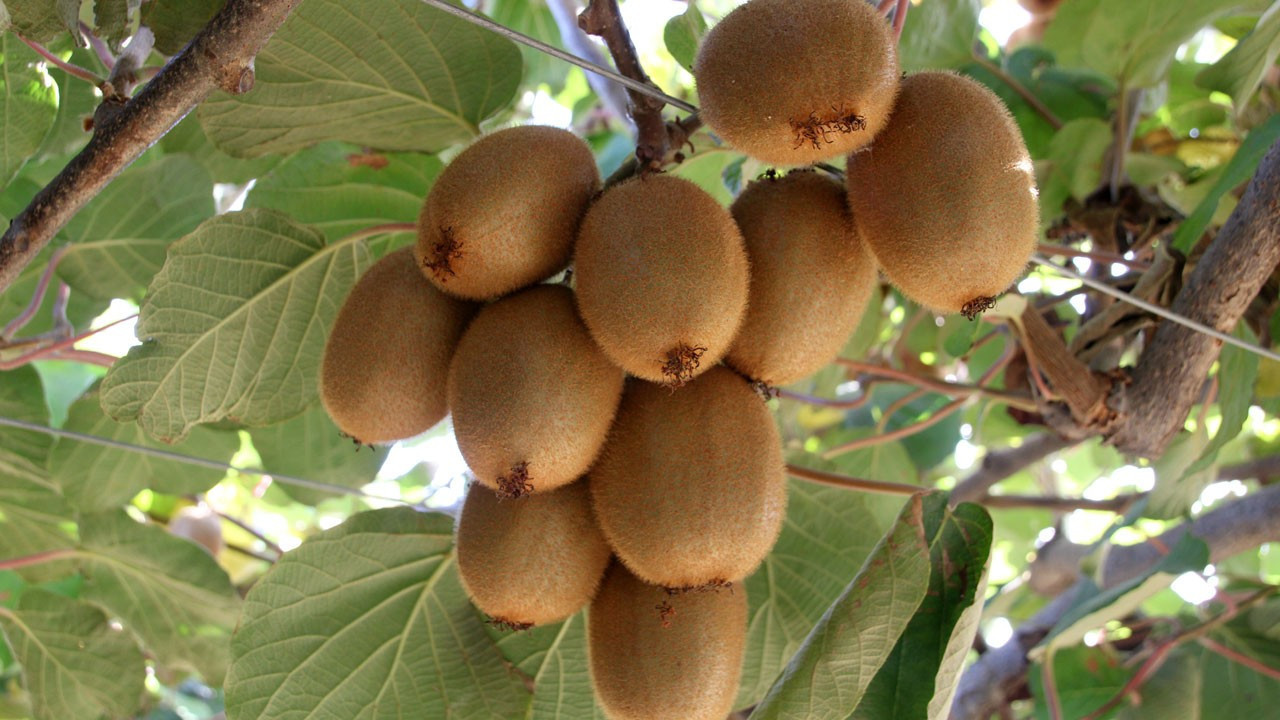 Mersin Erdemli'de kivi hasadı başladı