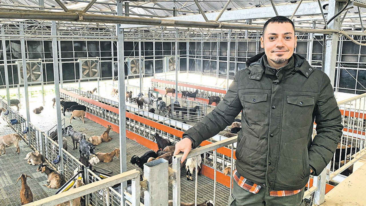 Kuruçeşme Çiftliği, yerli ırk Halep keçisini korumaya aldı