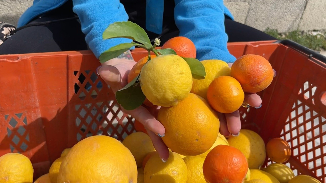 Küçükçekmece Belediyesi’nden Hatay’daki üreticilere destek
