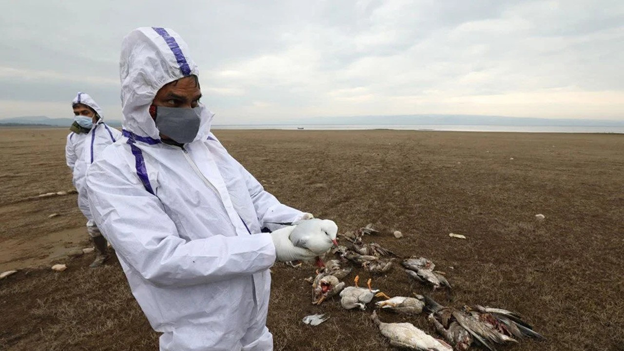 Kuş gribi alarmı: 400 martı öldü