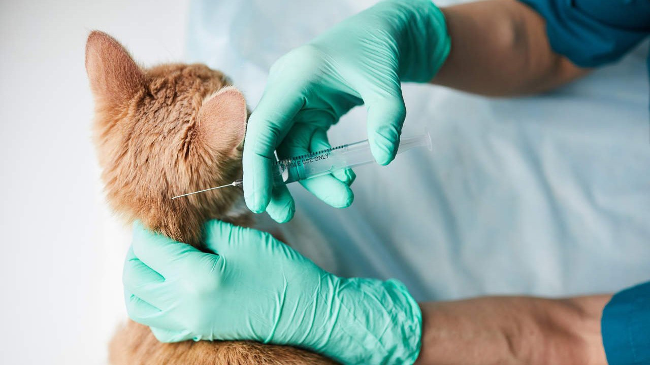 Veterinerlerin kullanacağı tıbbi ürünlere AB ayarı