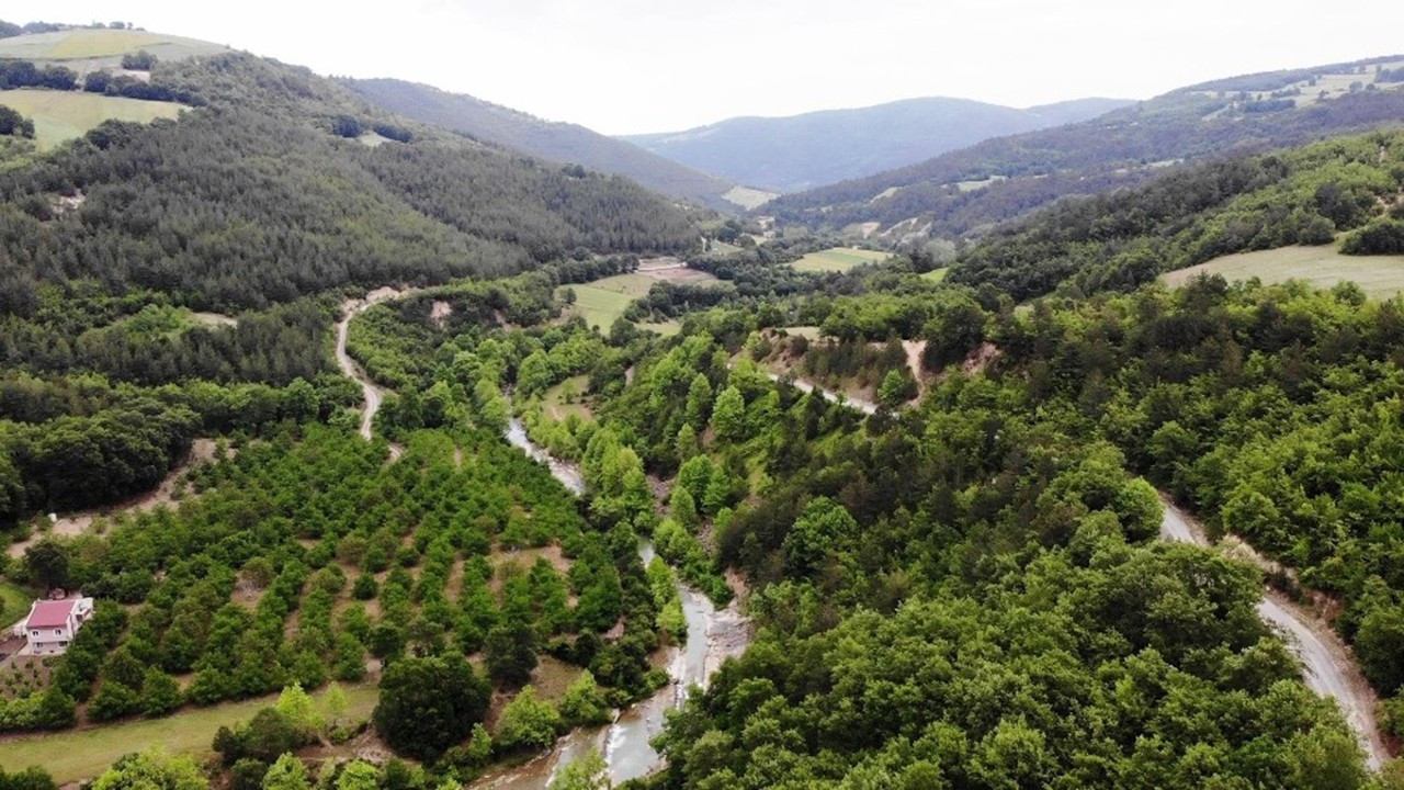 Samsun'da  ormanlık alanlara girişler yasaklandı