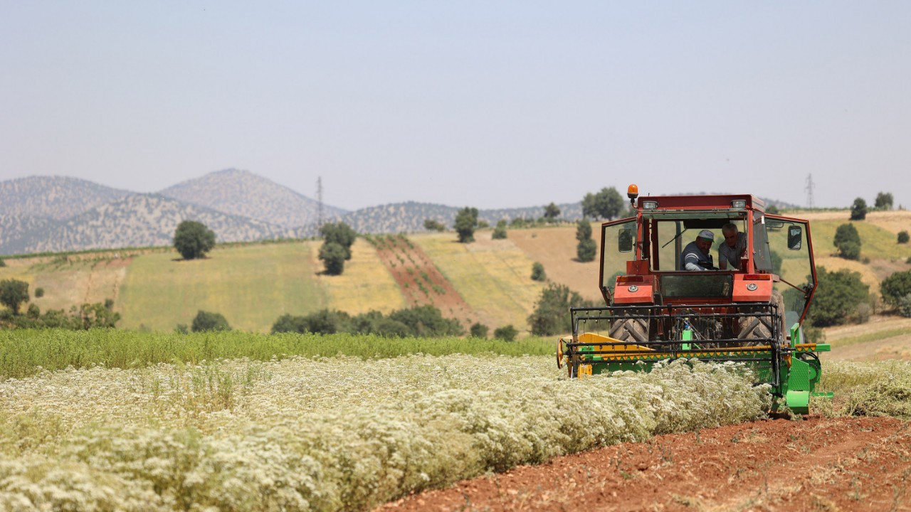 ‘Susuz tarım yöntemiyle ekimini desteklediğimiz kekiklerin hasadı yapıldı’