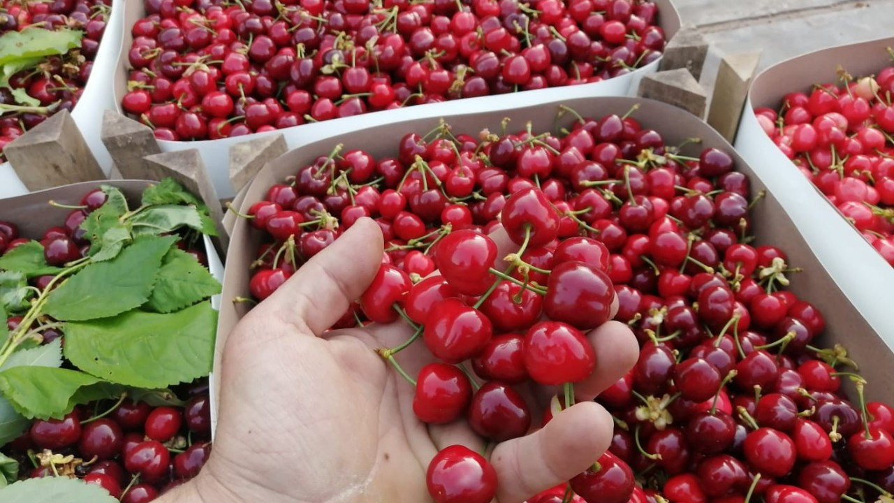 Kirazda üretici-market fiyat farkı yüzde 303,8