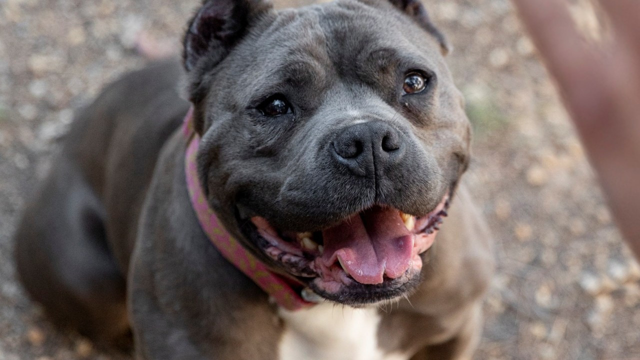 İtalya’da turist köpeklere vergi dönemi başlıyor