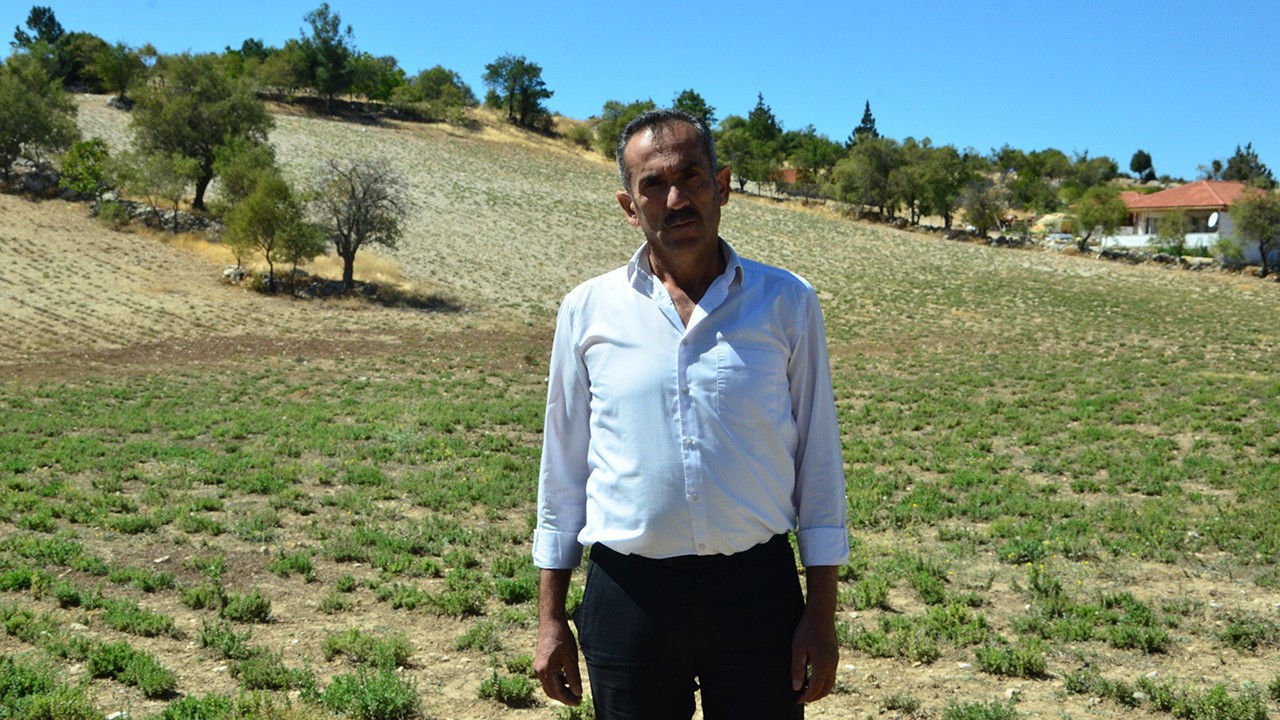 Denizli'de kekik üretimini destekleyecek yatırım