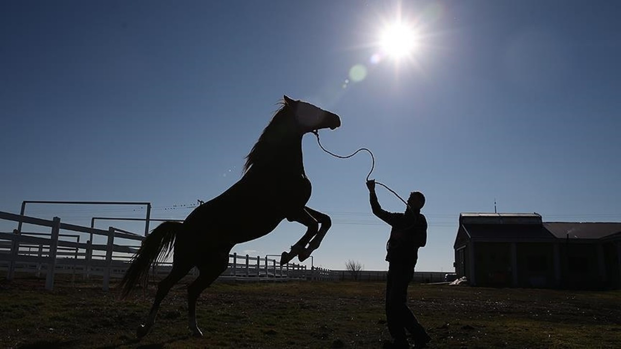 TİGEM 15 safkan Arap koşu tayı satacak