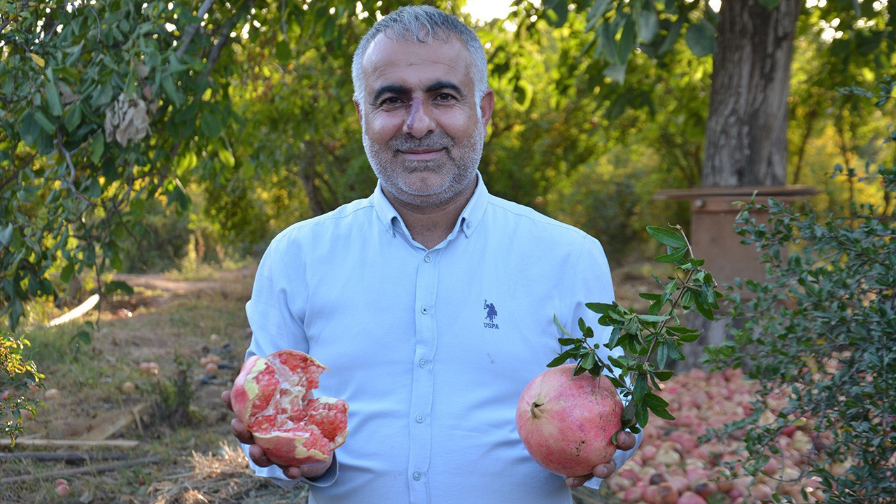 Üretimi gerileyen tescilli Suruç Narı, markalaşma ve ihracatla korunacak
