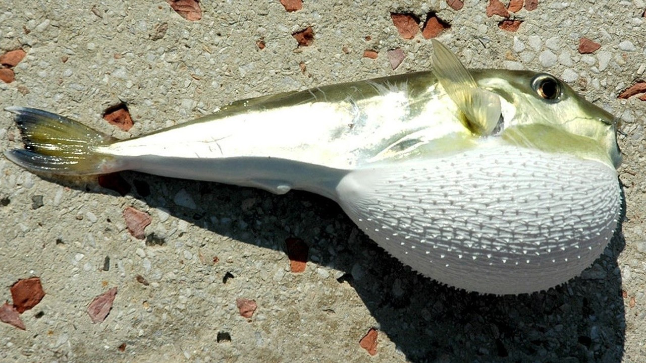 Balon balığı desteklerinde yeni düzenleme