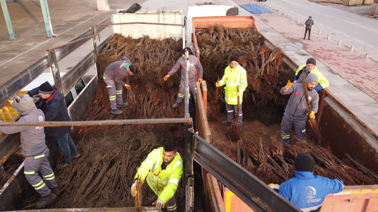 Cevizin merkezi Denizli olacak