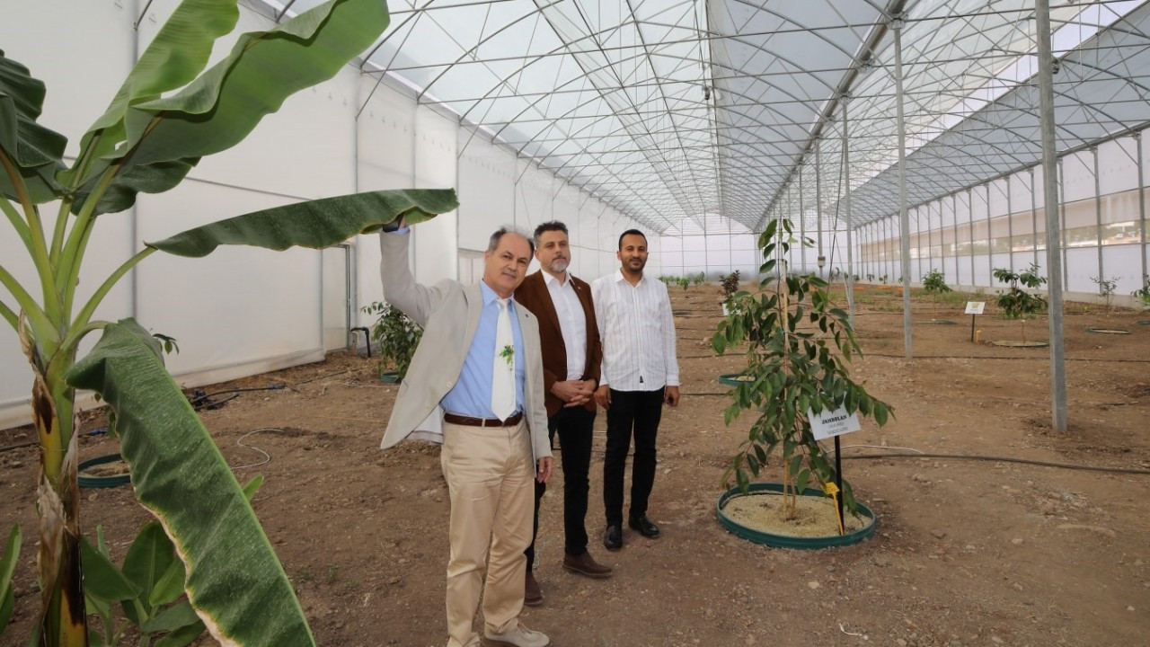 Antalya tropik meyve üretim üssü olacak