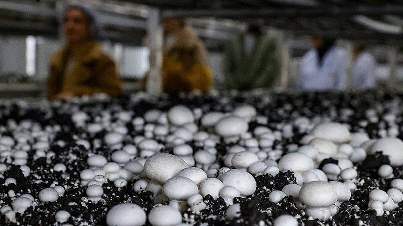 Tarımsal üretimde kullandırılacak kredilere ilişkin esaslar belirlendi