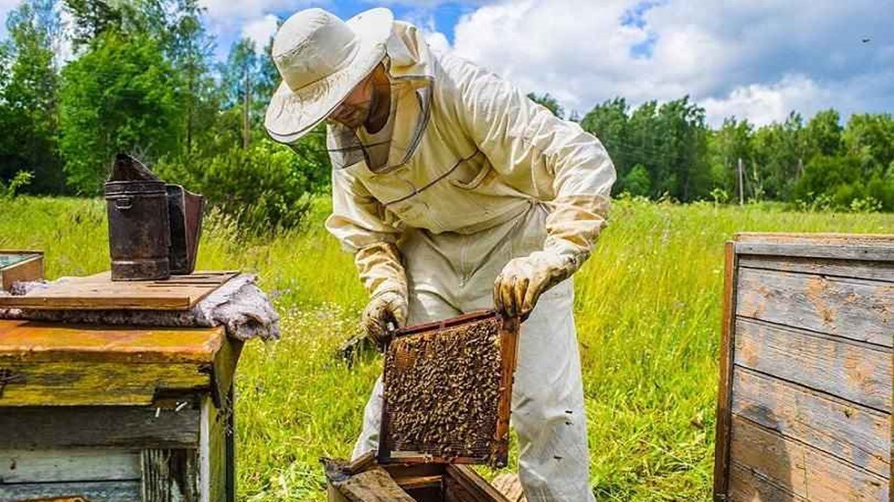 BUZZ, bal üretiminde verimliliği artıracak