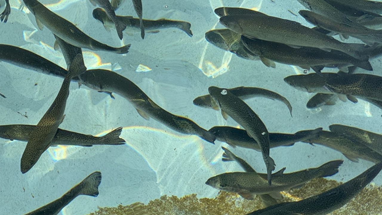 Karadeniz’in su ürünleri ihracatı 36 ülkeye ulaştı