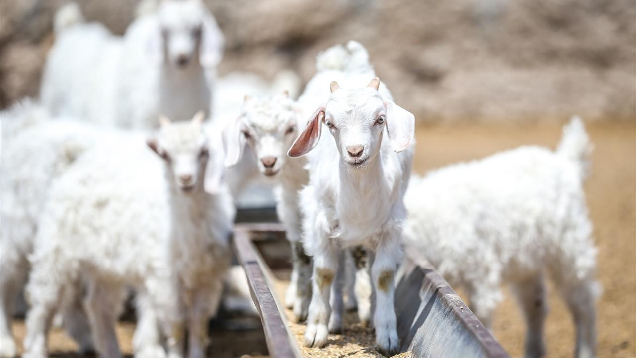 Ankara keçilerini kaçırdı!