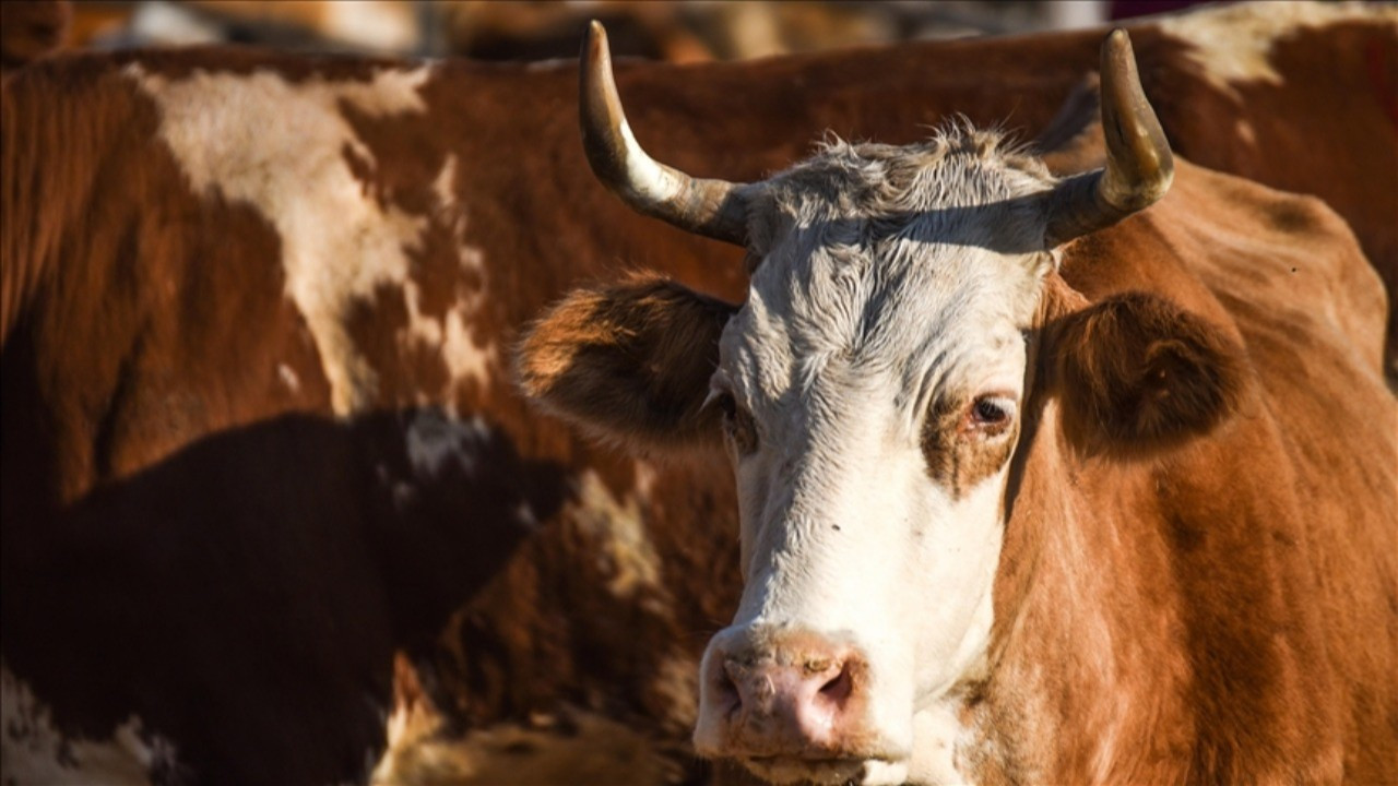 Asgari ücret kurban kesmek için yeterli mi?