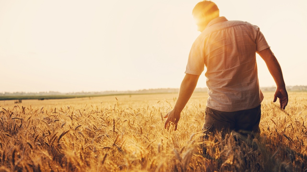 Buğday fark atıyor, mısır talebi artıyor