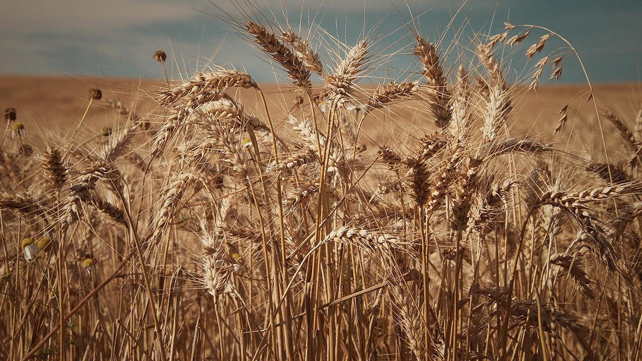Gıdada dev bir pazar doğuyor