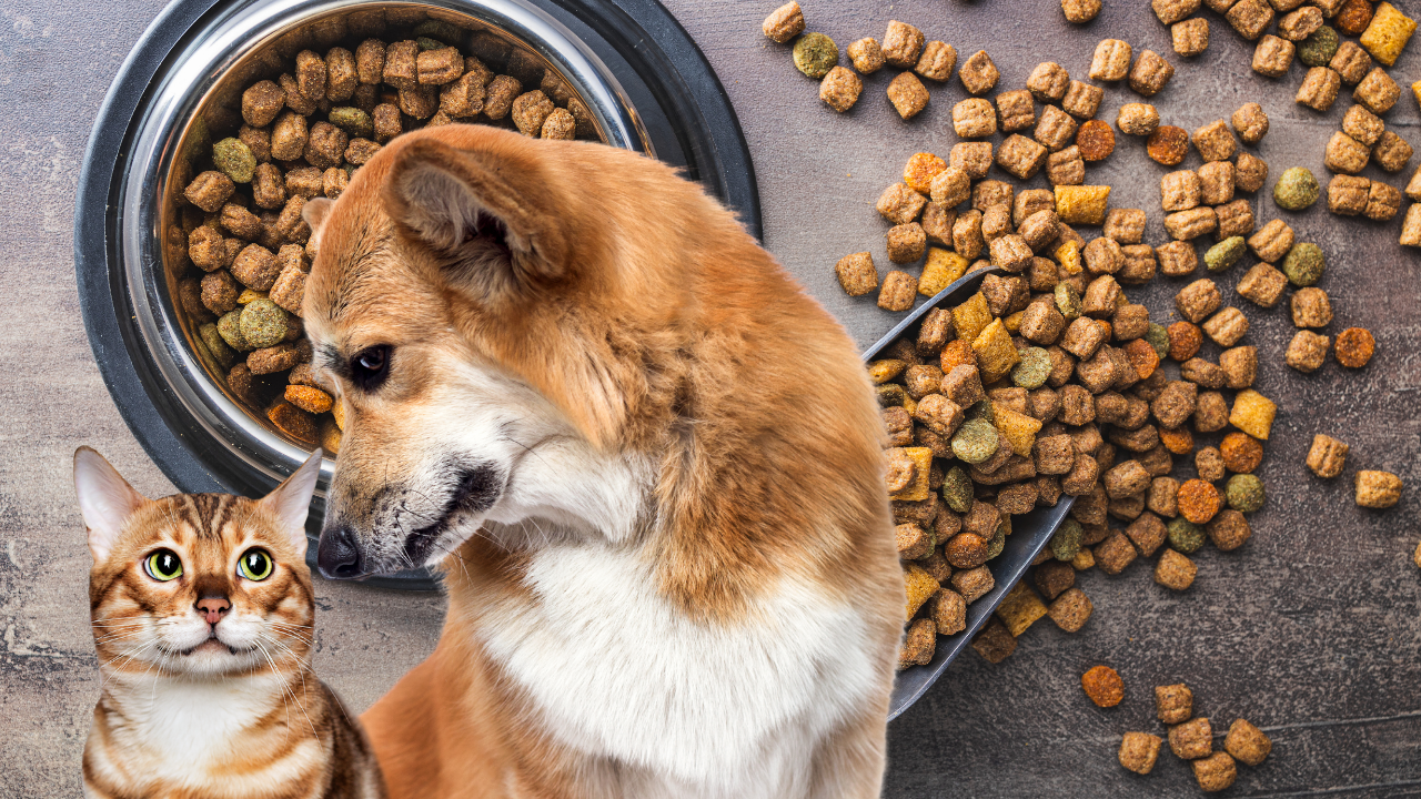 Kedi ve köpek maması ihracatı ilk yarıda yüzde 27 arttı