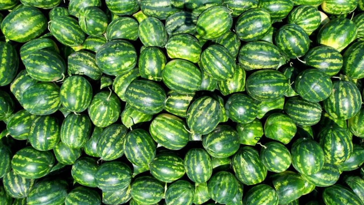 Coğrafi tescil işaretli Osmaneli karpuzunda hasat başladı