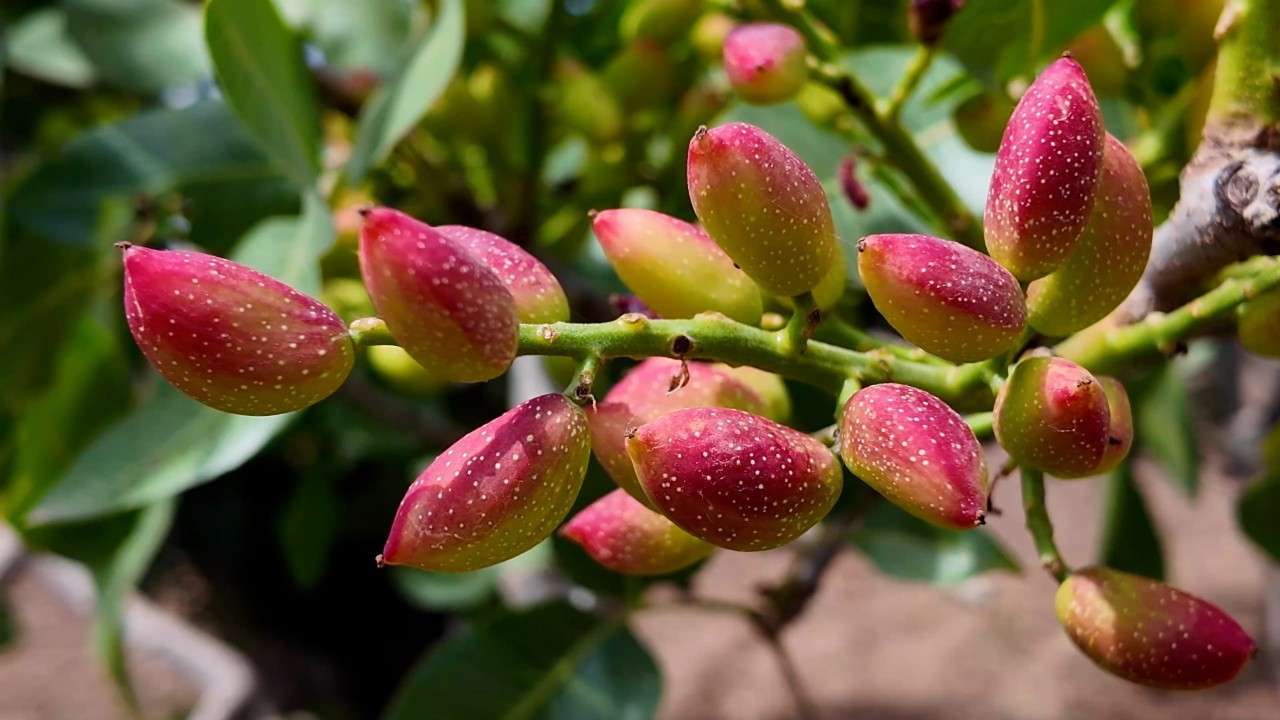 Karaköprü, Ketenköyneği fıstığında 15 bin ton kapasiteye ulaştı