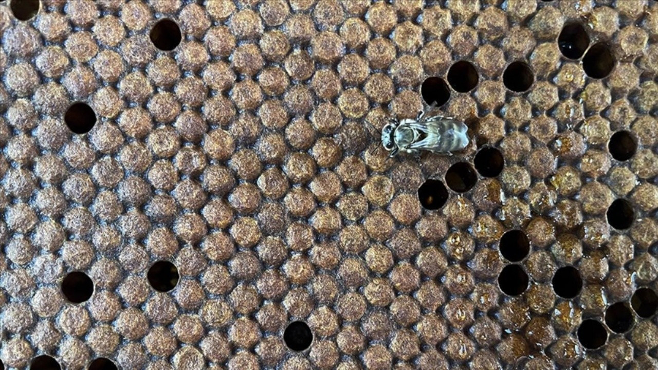 “Dünyanın en önemli canlısı tehdit altında”