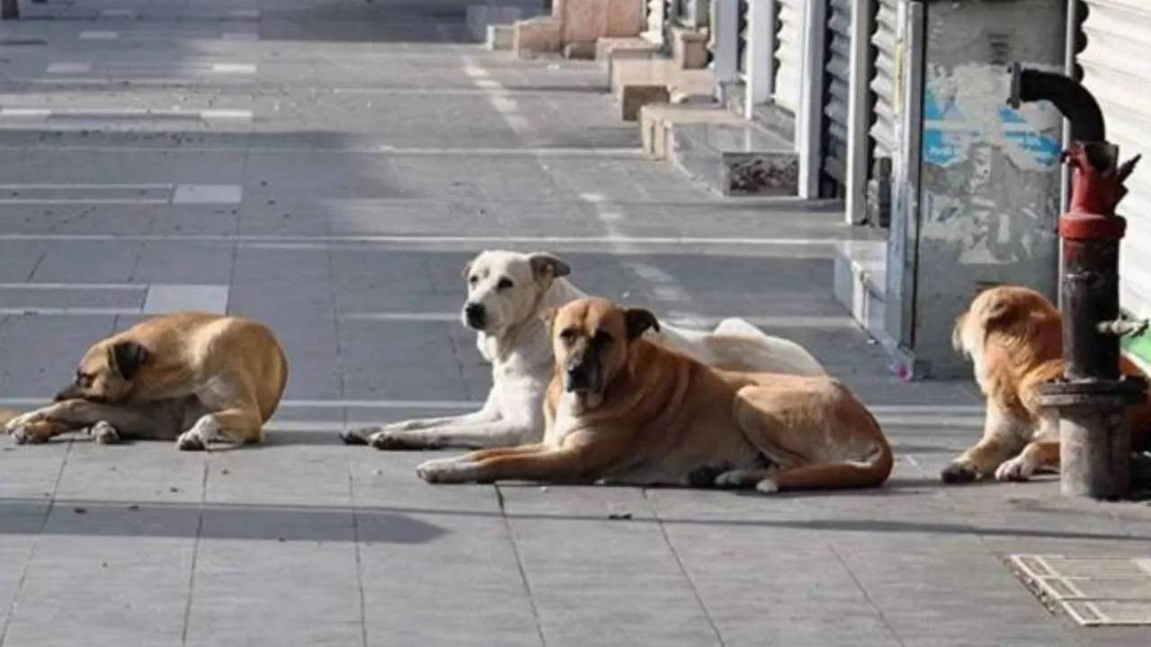 Erdoğan’dan kurmaylarına sokak köpekleriyle ilgili talimat: Bu işi bir an önce neticelendirin